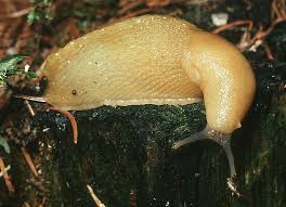 Attēlu rezultāti vaicājumam “Limax cinereoniger”