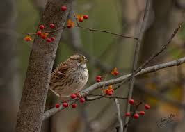 Image result for Zonotrichia albicollis