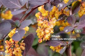Attēlu rezultāti vaicājumam “Berberis thunbergii flower”