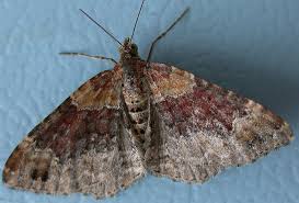 Attēlu rezultāti vaicājumam “Xanthorhoe spadicearia”