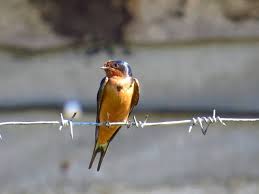 Attēlu rezultāti vaicājumam “Hirundo rustica juvenile”