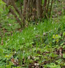 Attēlu rezultāti vaicājumam “Carex pilosa”
