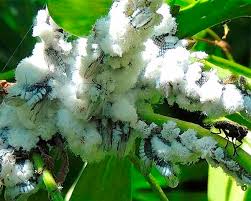 Attēlu rezultāti vaicājumam “Prociphilus xylostei”