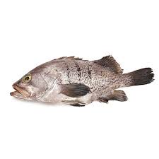 Image result for Hyporthodus quernus