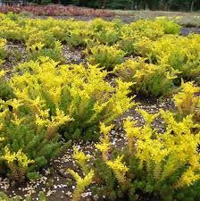 Attēlu rezultāti vaicājumam “Sedum sexangulare flower”