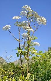 Image result for Angelica silvestris