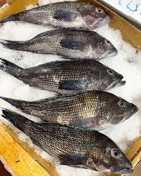 Image result for Centropristis striata