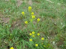 Attēlu rezultāti vaicājumam “Barbarea vulgaris subsp. arcuata”