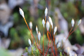 Attēlu rezultāti vaicājumam “Polytrichum juniperinum”