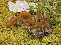 Attēlu rezultāti vaicājumam “Dumontinia tuberosa”