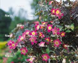 Attēlu rezultāti vaicājumam “Rosa glauca”