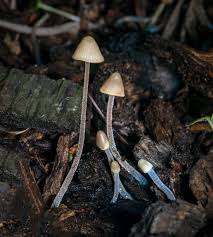 Attēlu rezultāti vaicājumam “Mycena filopes”