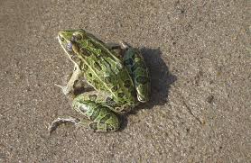 Attēlu rezultāti vaicājumam “Ranidae”