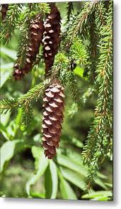 Attēlu rezultāti vaicājumam “Picea orientalis”
