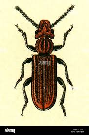 Attēlu rezultāti vaicājumam “Cucujidae”