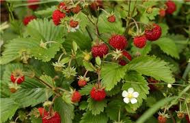 Image result for Fragaria vesca