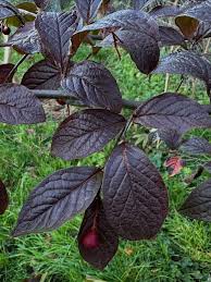 Attēlu rezultāti vaicājumam “Sorbus alnifolia fruit”