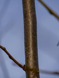 Attēlu rezultāti vaicājumam “Gleditsia triacanthos bud”