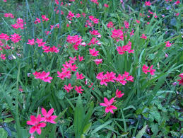 Attēlu rezultāti vaicājumam “Lophozia laxa macro”