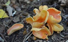 Attēlu rezultāti vaicājumam “Otidea onotica”