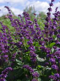 Attēlu rezultāti vaicājumam “Salvia verticillata”
