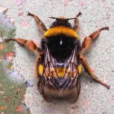 Attēlu rezultāti vaicājumam “Bombus terrestris”