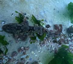 Image result for Haploblepharus pictus