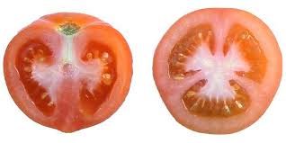 Attēlu rezultāti vaicājumam “Lycopersicon esculentum”