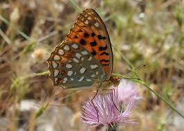 Attēlu rezultāti vaicājumam “Argynnis adippe”