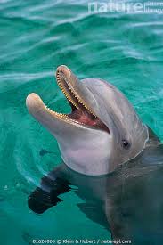Image result for Tursiops truncatus