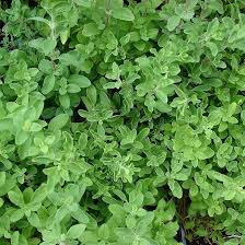 Image result for Origanum majorana
