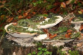 Attēlu rezultāti vaicājumam “Trametes gibbosa”