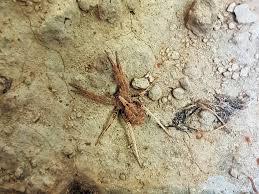 Attēlu rezultāti vaicājumam “Miturgidae”