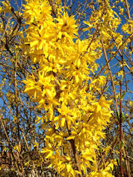 Attēlu rezultāti vaicājumam “Forsythia suspensa flower”