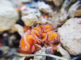 Attēlu rezultāti vaicājumam “Melastiza chateri”