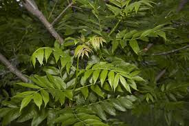 Attēlu rezultāti vaicājumam “Fraxinus excelsior leaf”