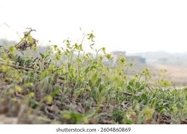 Attēlu rezultāti vaicājumam “Draba nemorosa”