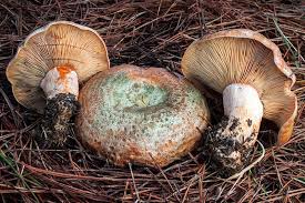 Attēlu rezultāti vaicājumam “Lactarius deliciosus”
