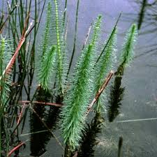 Attēlu rezultāti vaicājumam “Hippuridaceae”