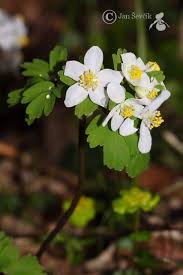 Attēlu rezultāti vaicājumam “Isopyrum thalictroides”