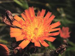 Image result for Hieracium aurantiacum