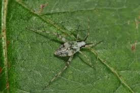 Attēlu rezultāti vaicājumam “Phytocoris tiliae”