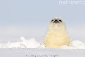 Image result for Pusa hispida