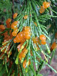 Attēlu rezultāti vaicājumam “Pucciniales”