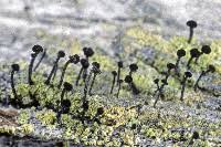 Attēlu rezultāti vaicājumam “Calicium viride”