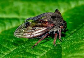 Attēlu rezultāti vaicājumam “Membracidae”