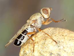 Attēlu rezultāti vaicājumam “Tetanops myopina”