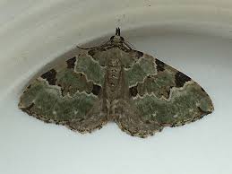 Attēlu rezultāti vaicājumam “Colostygia pectinataria”