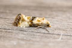 Attēlu rezultāti vaicājumam “Eupoecilia angustana”