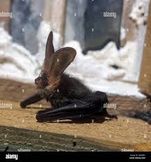 Attēlu rezultāti vaicājumam “Plecotus auritus”